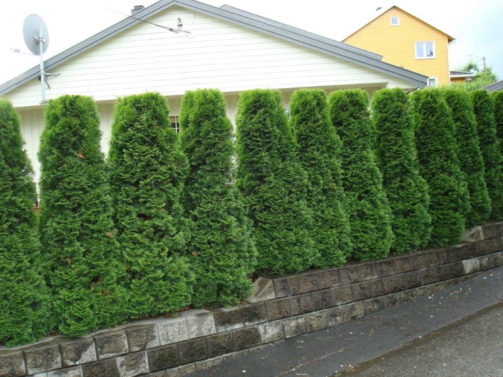 Thuja hekk