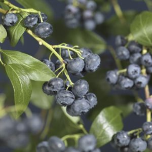 Nærbilde av blåbær på gren