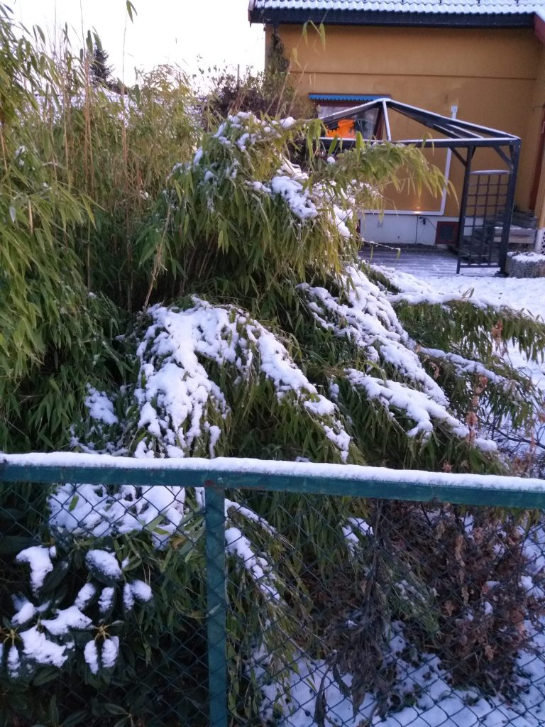 Bambus med snø på greinene