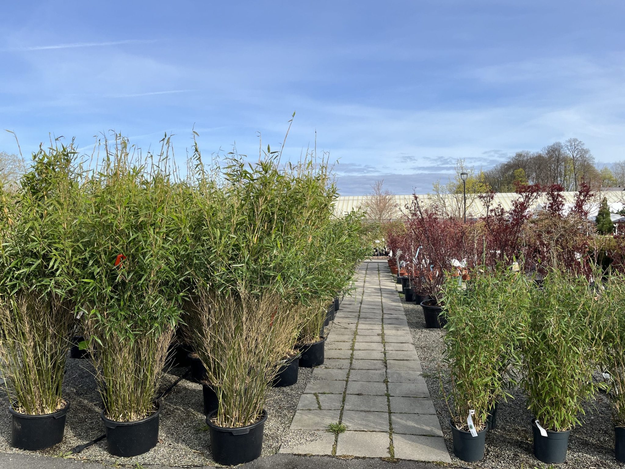 Bambus i hagen Plantebørsen