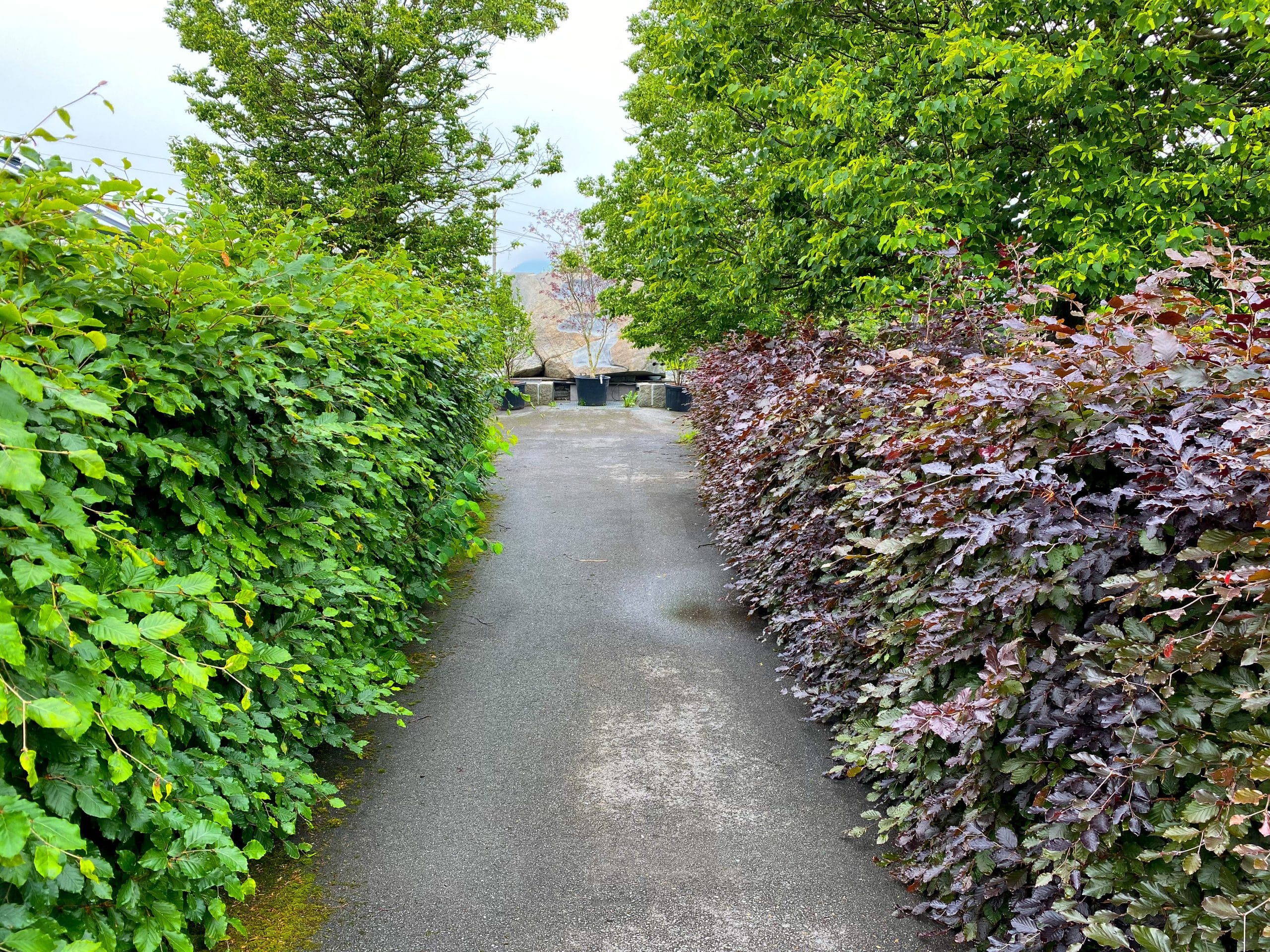 Category Image