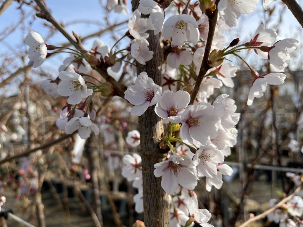 Vårblomstring