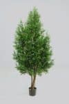 Thuja