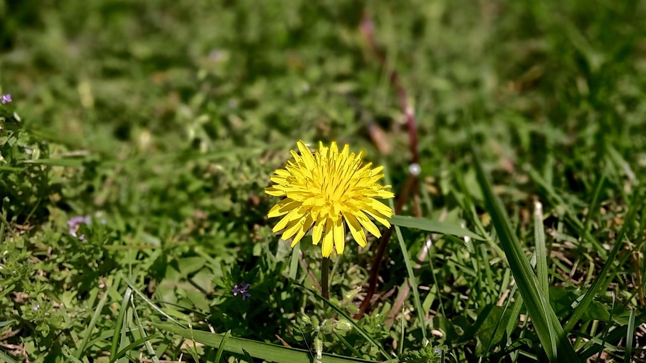 Category Image