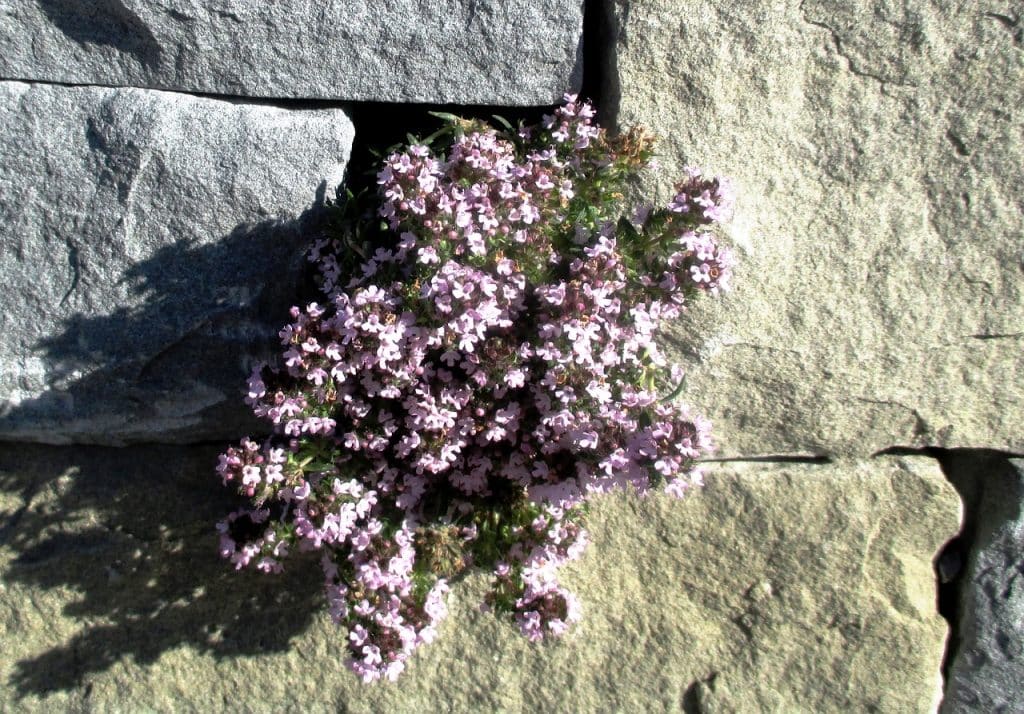 Hagepute
