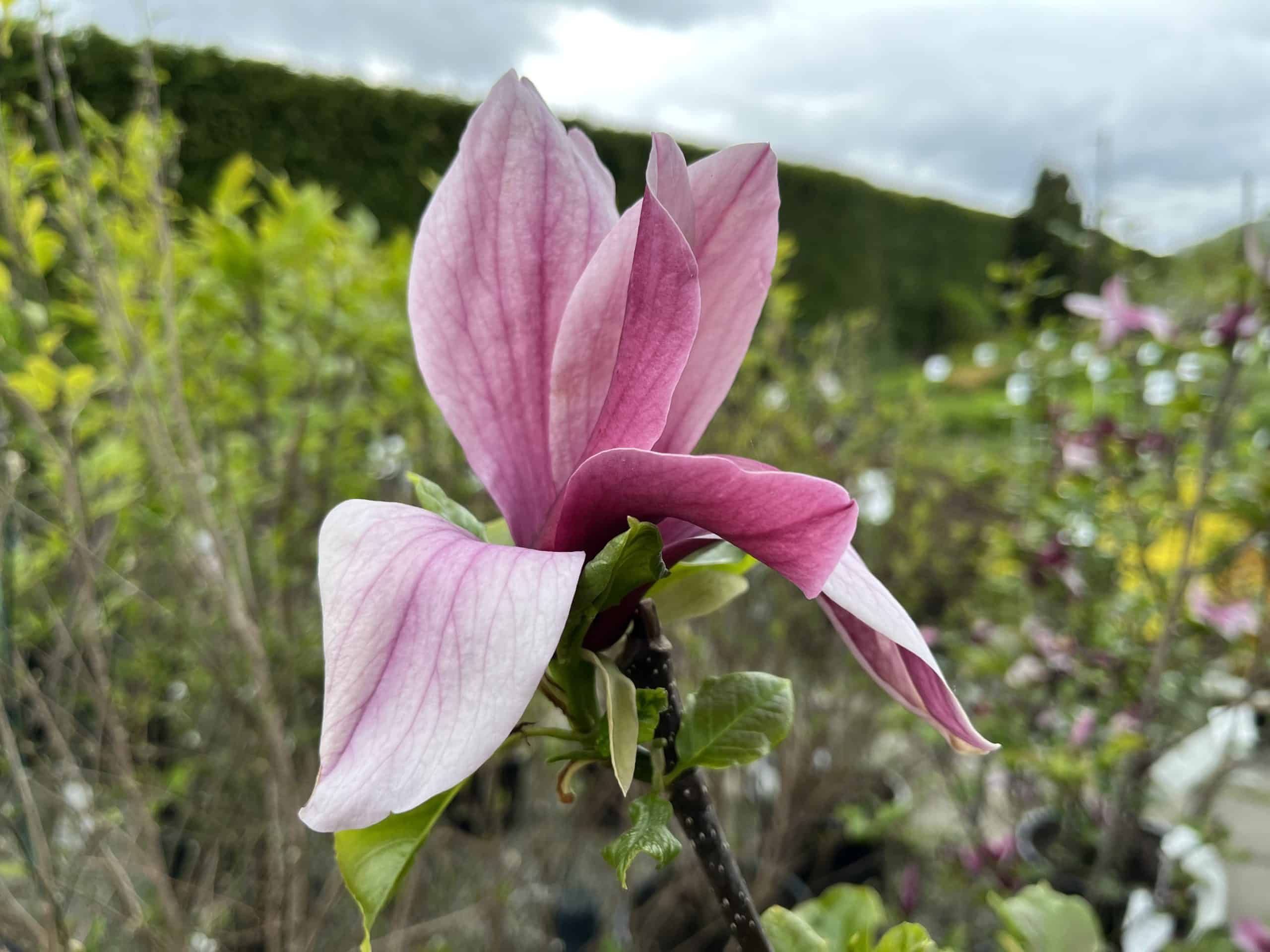 Liljemagnolia blomst