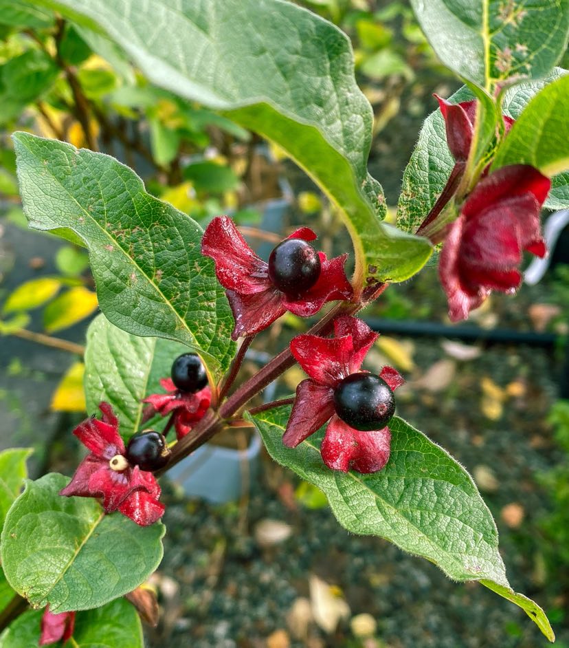 Skjermleddved sorte bær