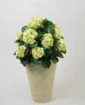 Hydrangea 50 cm