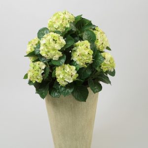 Hydrangea 50 cm