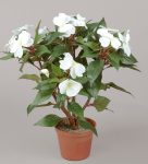 Impatiens White