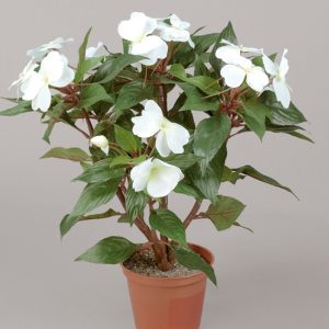 Impatiens White