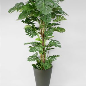 Split leaf philodendron tropical