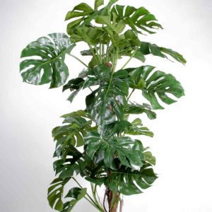 Split leaf philodendron (140cm)