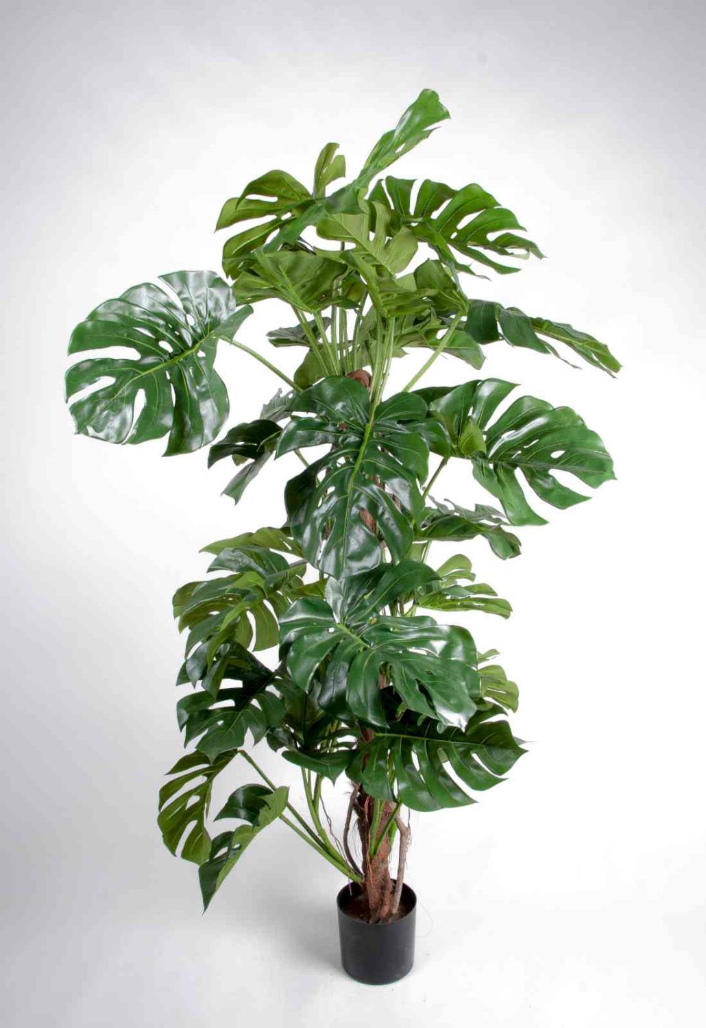 Split leaf philodendron (140cm)