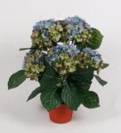 Hydrangea 40 cm (blå)