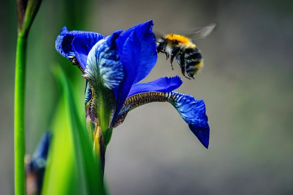 insektsvennlig staude