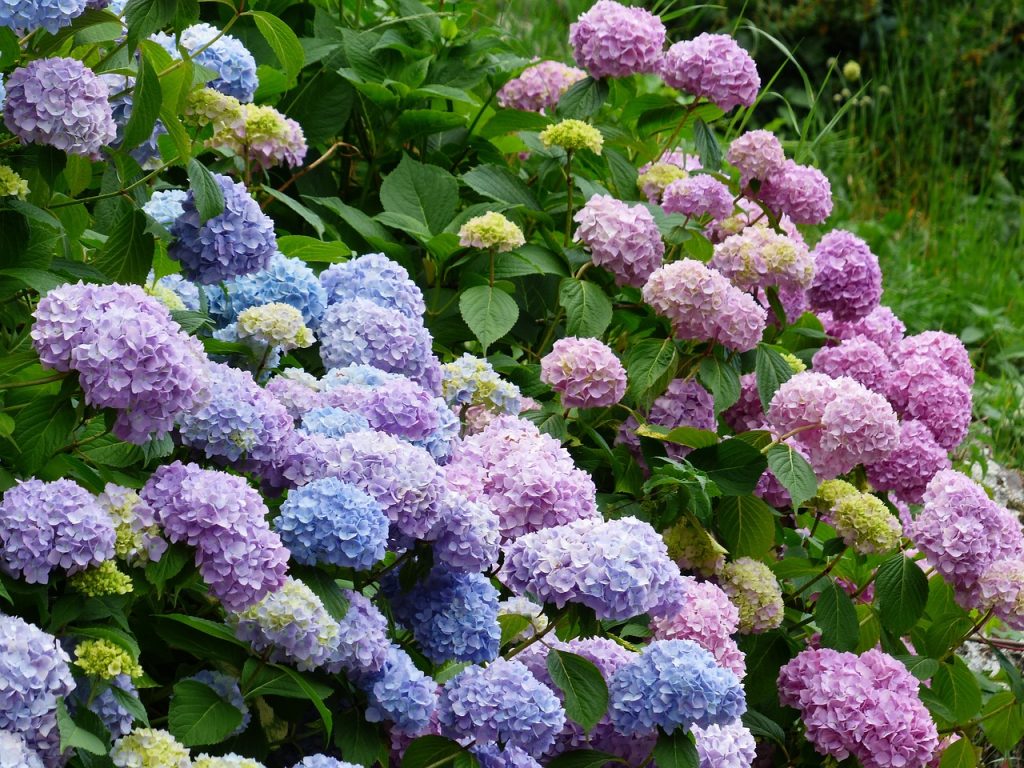 Hydrangea hortensia